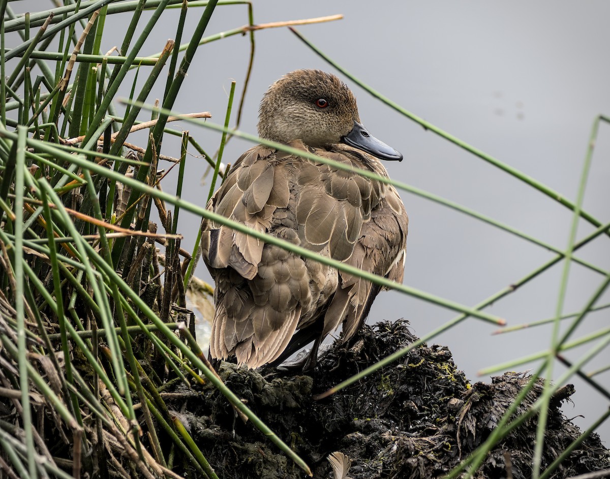 Gray Teal - ML646871476