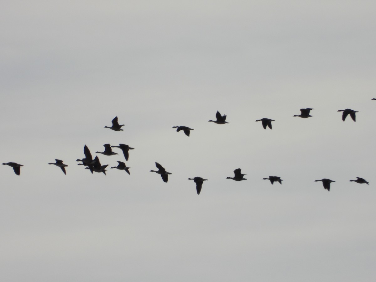 Cackling/Canada Goose - ML646871477