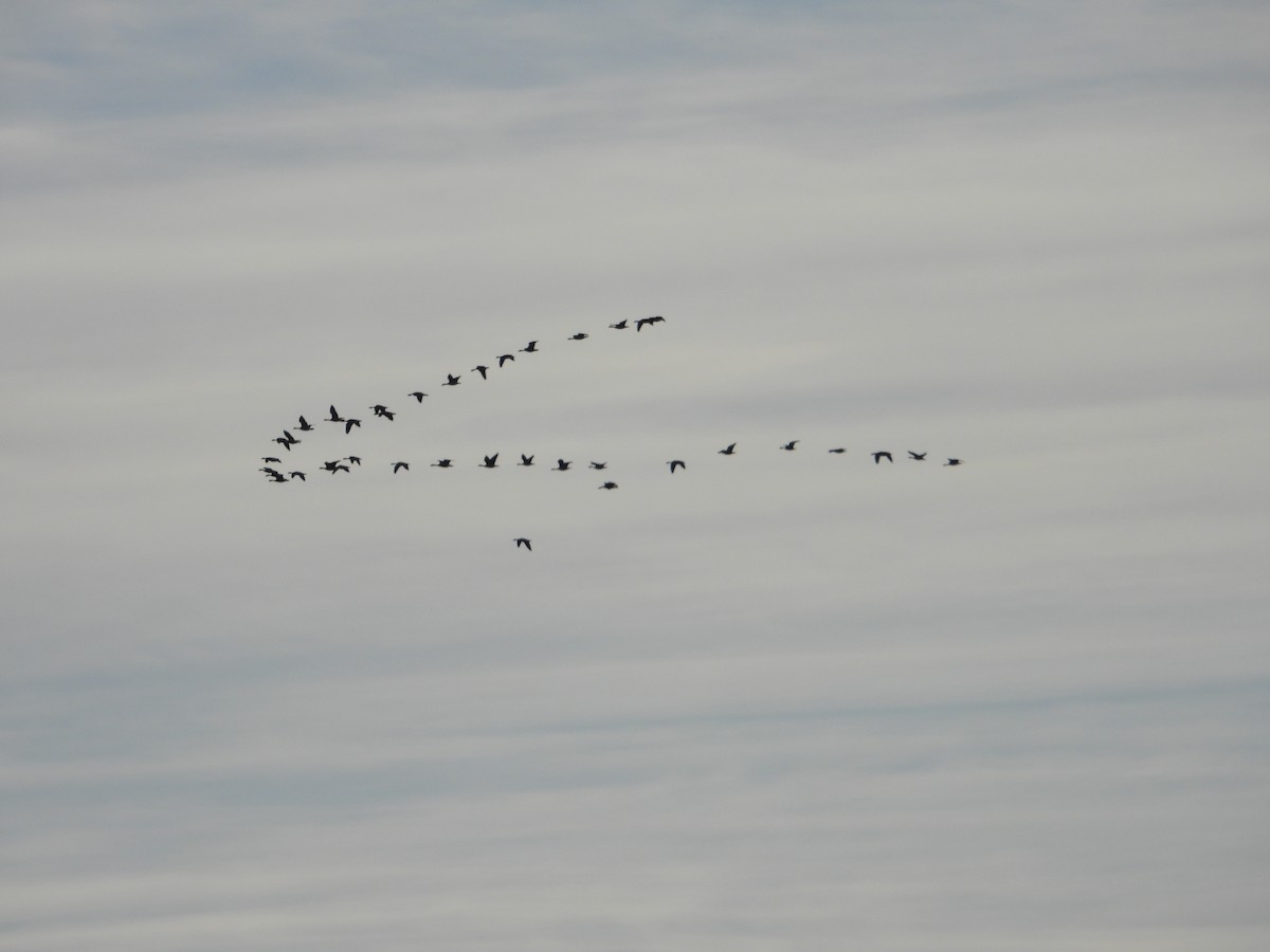 Cackling/Canada Goose - ML646871478