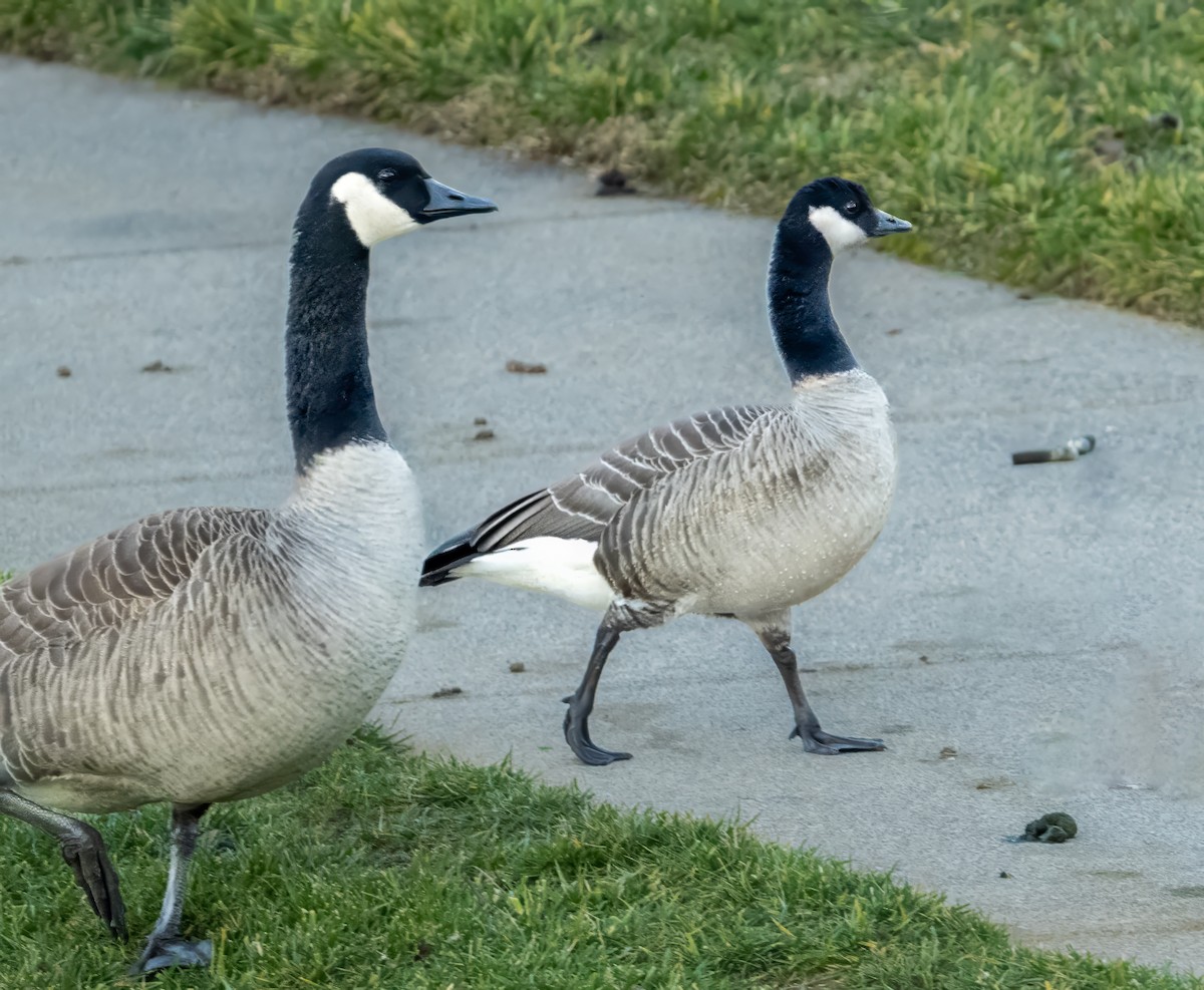 Cackling Goose - ML646871480