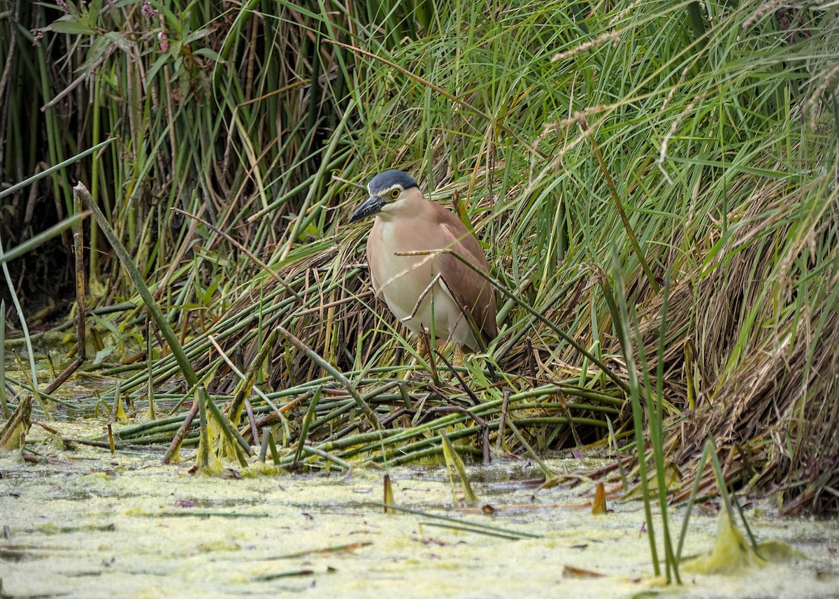 Nankeen Night Heron - ML646871487
