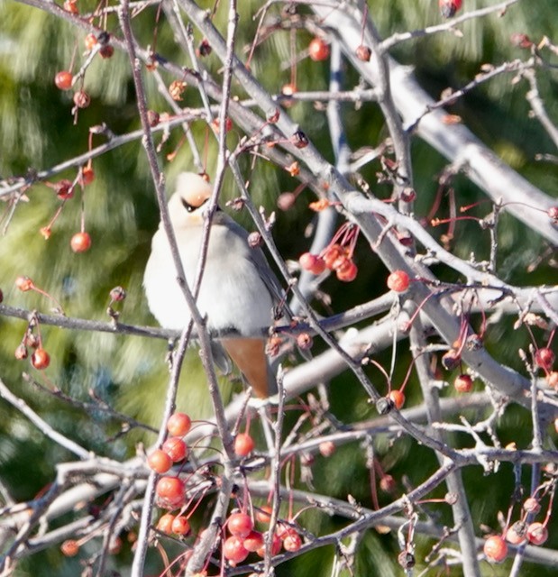 Ampelis Europeo - ML646871502