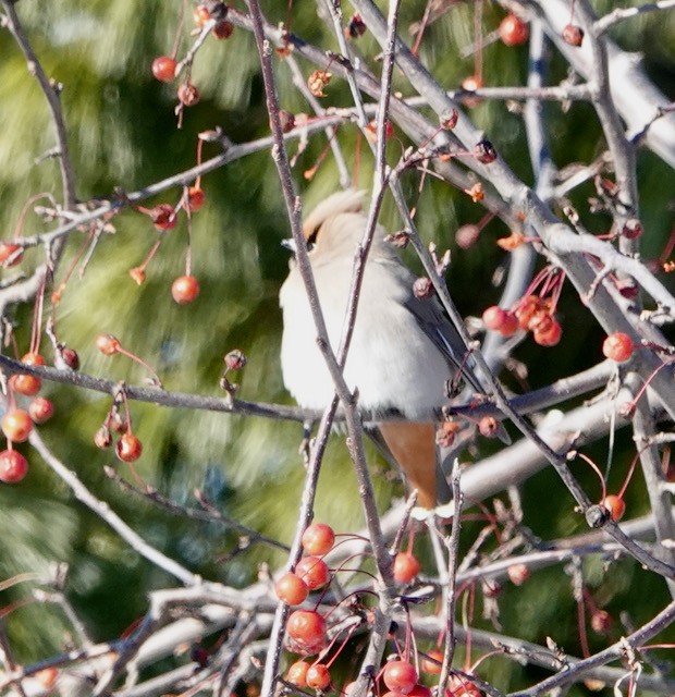 Ampelis Europeo - ML646871503