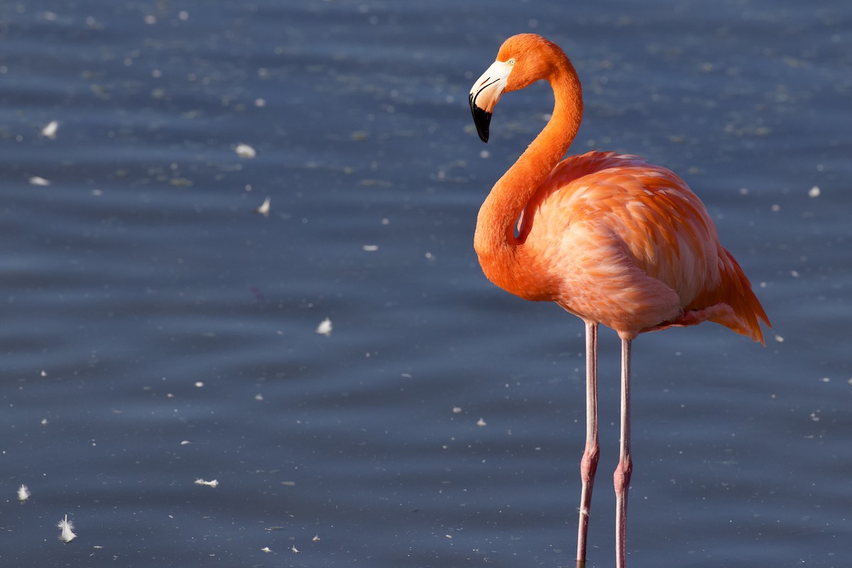 Красный фламинго - ML646871504