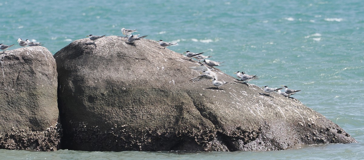 Tepeli Büyük Sumru - ML646871505