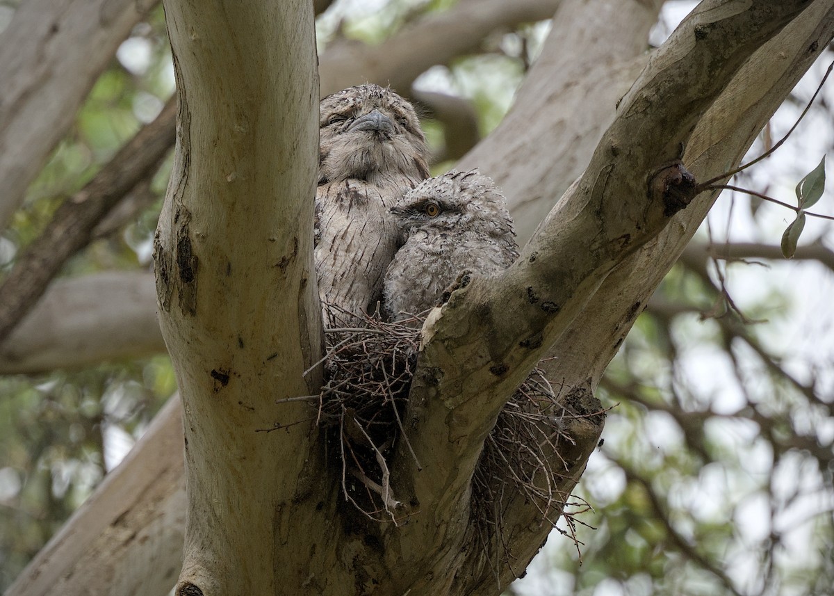 Tawny Frogmouth - ML646871507