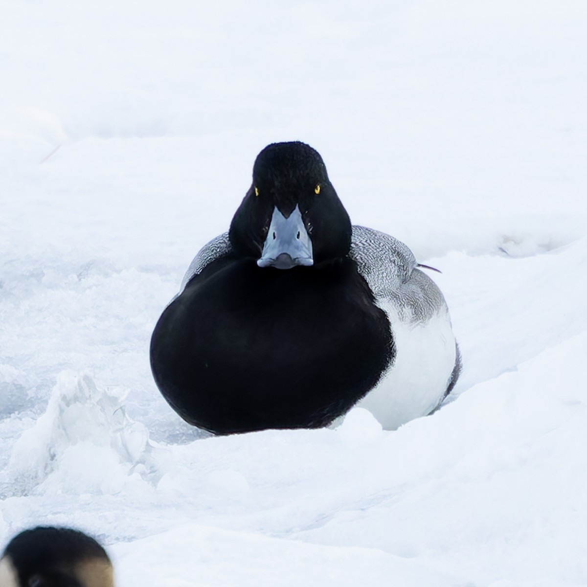 Морская чернеть - ML646871508