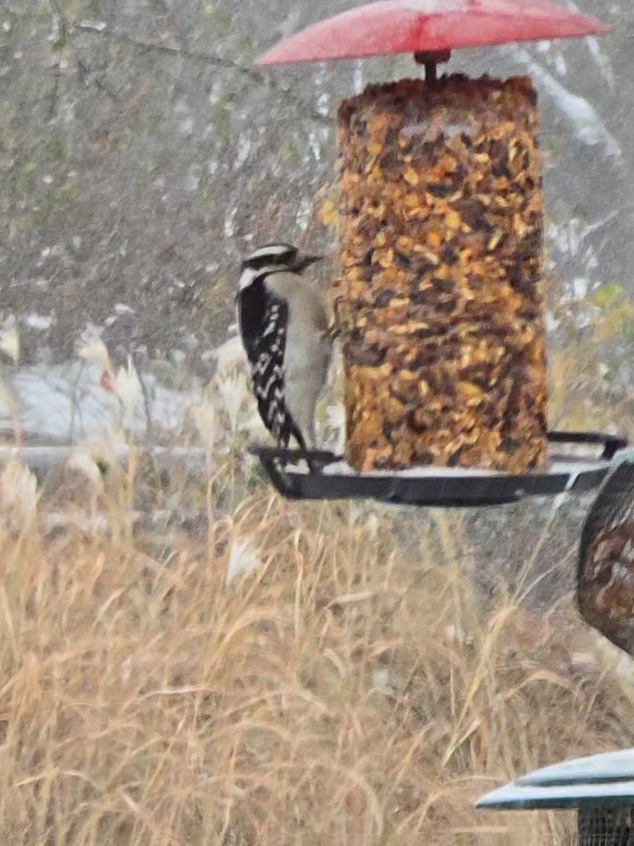 Downy Woodpecker - ML646871509