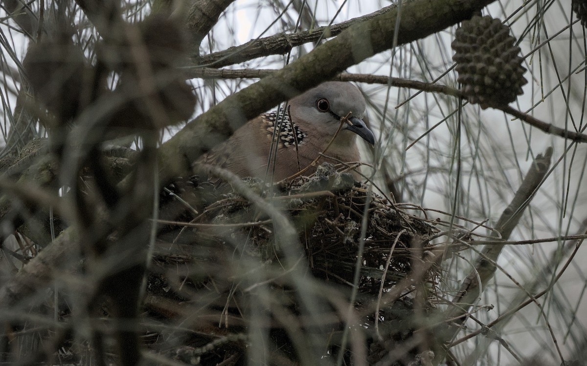 Spotted Dove - ML646871510