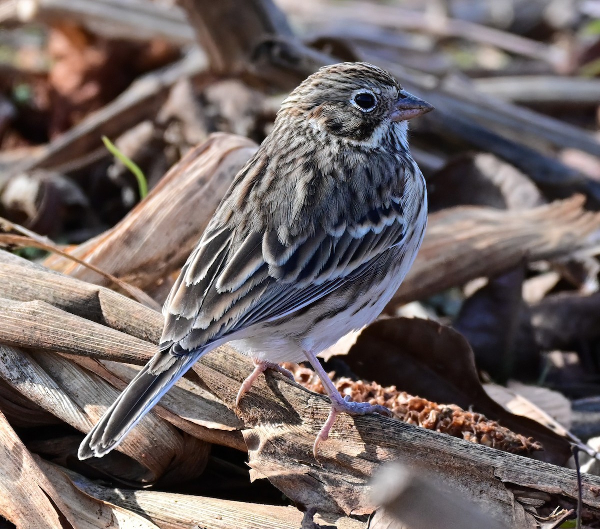 Vesper Sparrow - ML646871512