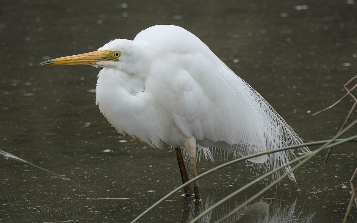 Great Egret - ML646871514