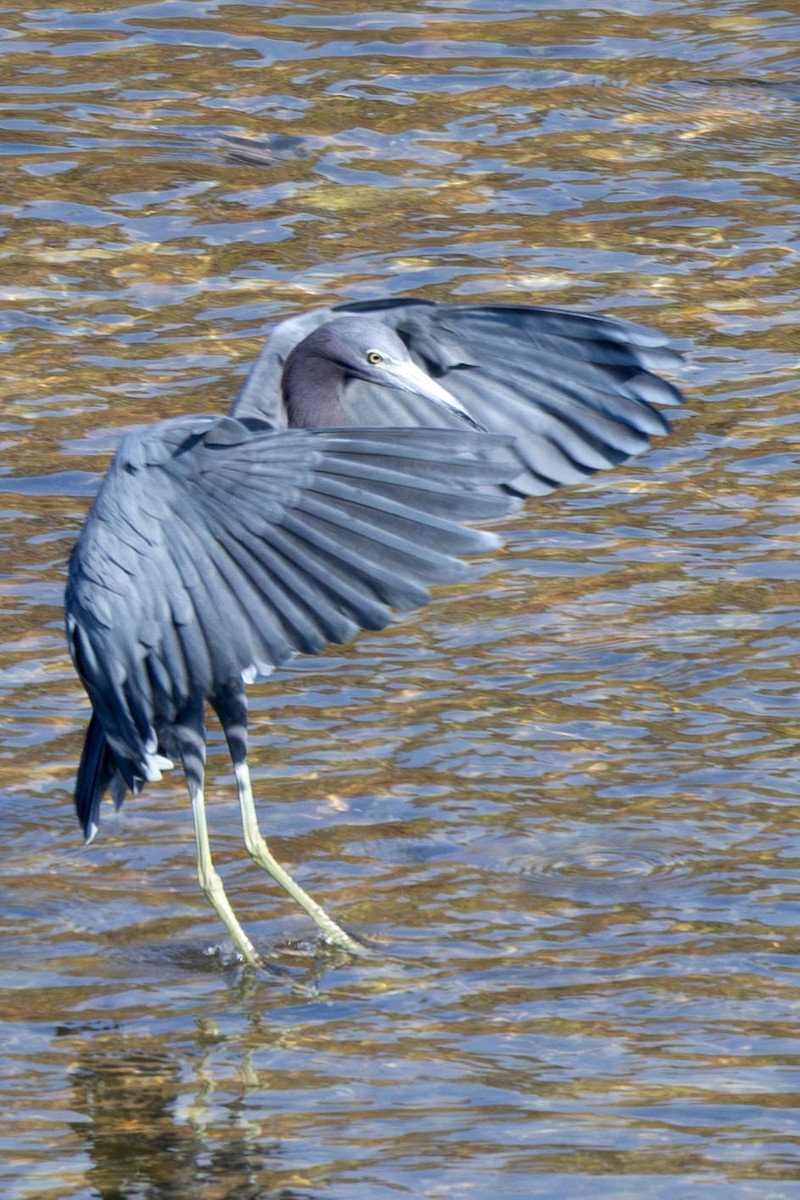 Чепура блакитна - ML646871515