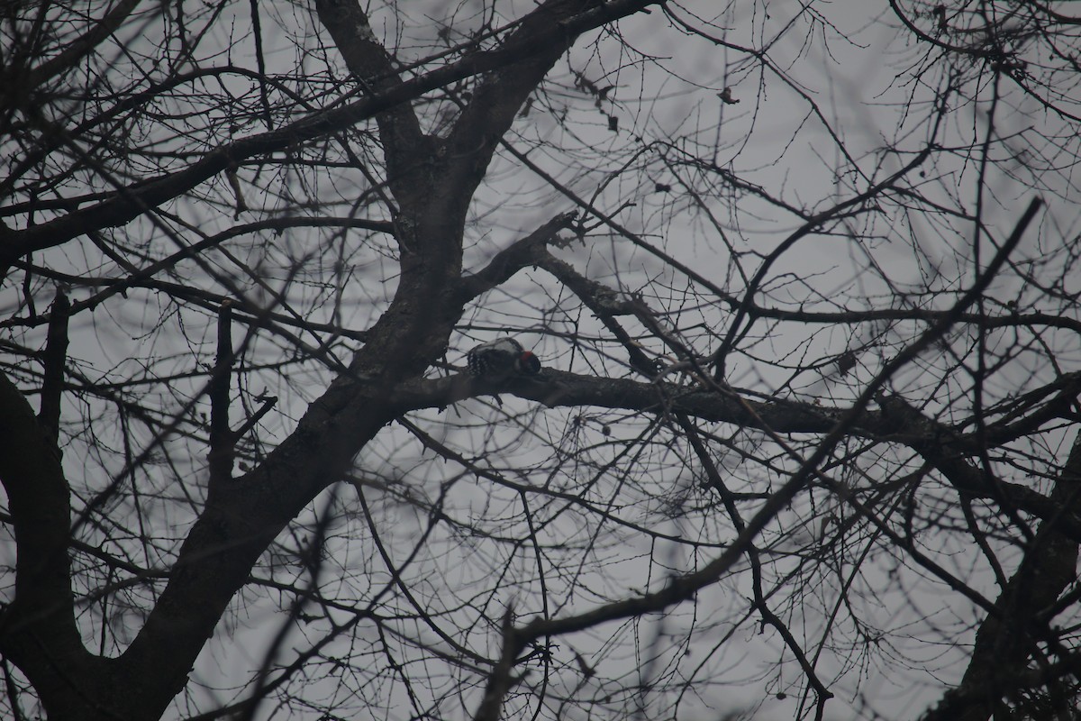 Downy Woodpecker - ML646871516