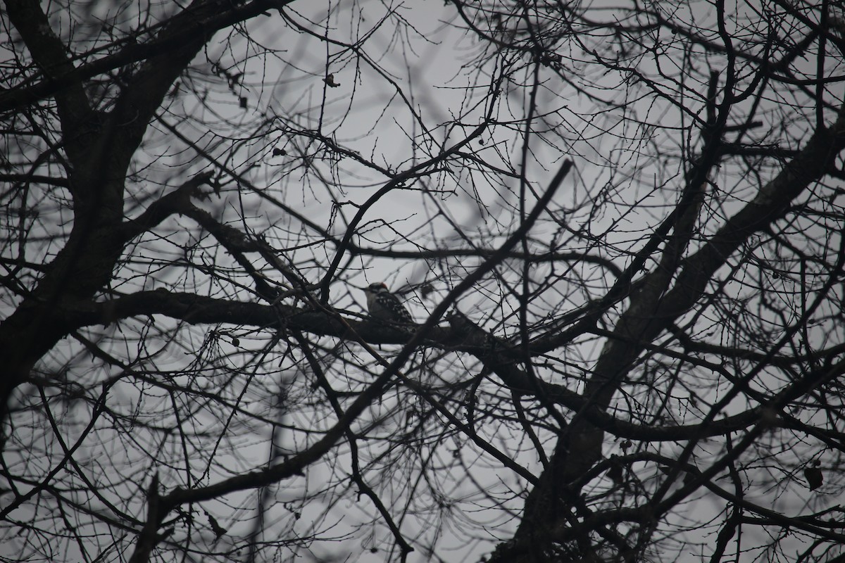 Downy Woodpecker - ML646871517