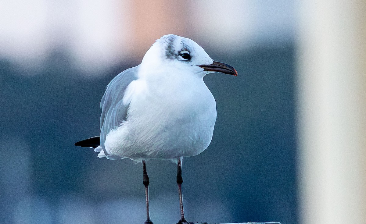 Ацтекская чайка - ML646871520