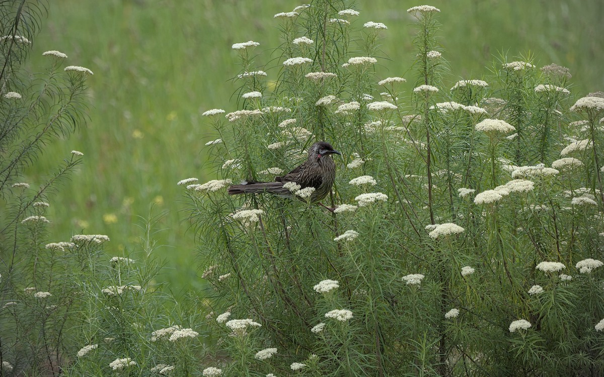 Red Wattlebird - ML646871521