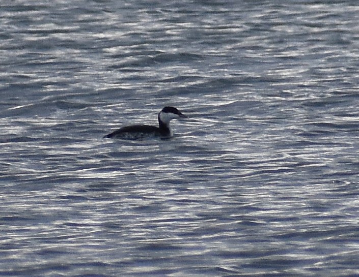 角鸊鷉 - ML646871524