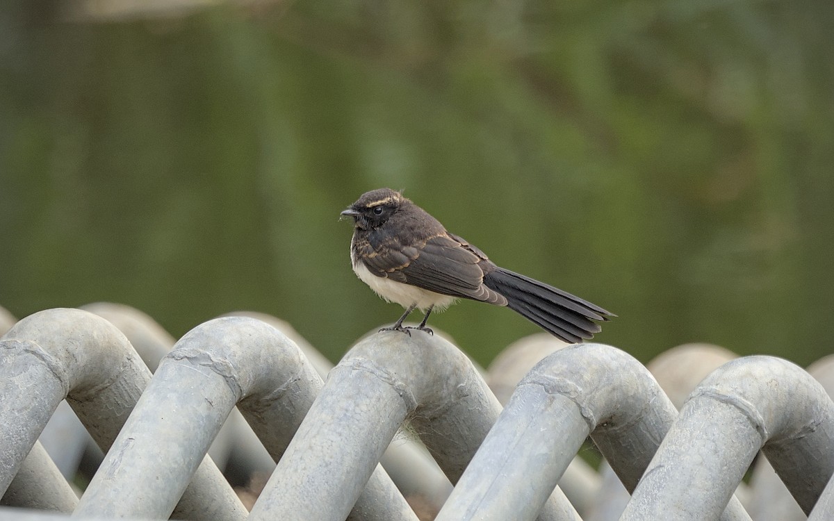 Willie-wagtail - ML646871525
