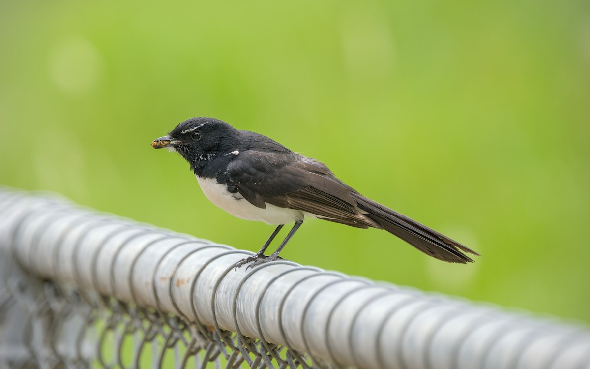 Willie-wagtail - ML646871526