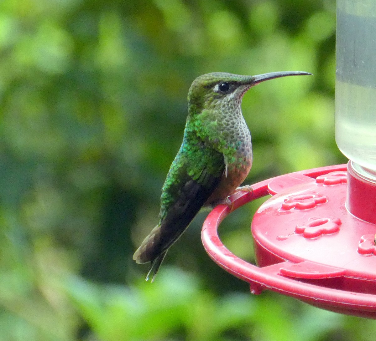 Violet-fronted Brilliant - ML646871527