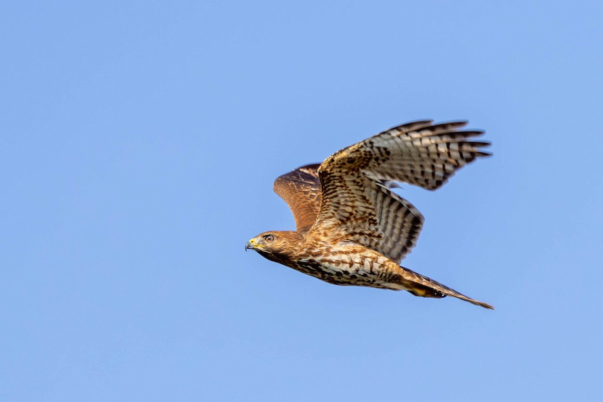 Канюк рудоплечий - ML646871528