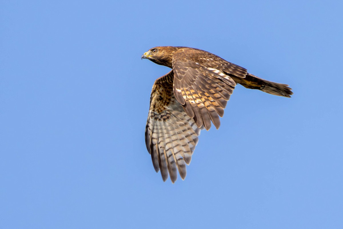 Канюк рудоплечий - ML646871529