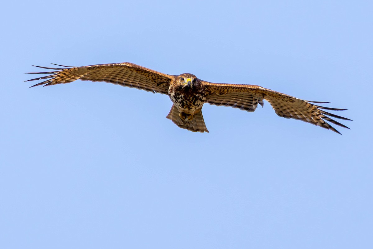 Канюк рудоплечий - ML646871530