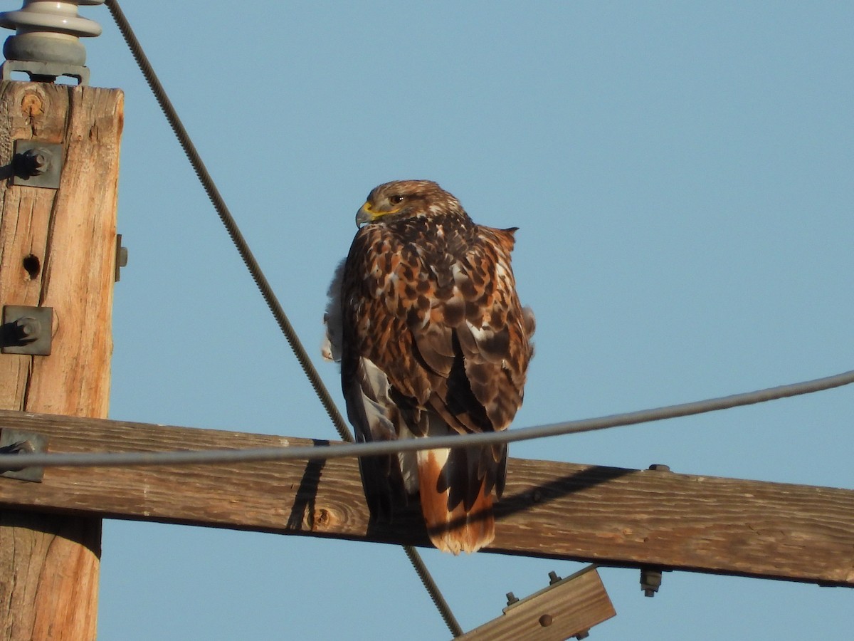Ferruginous Hawk - ML646871532