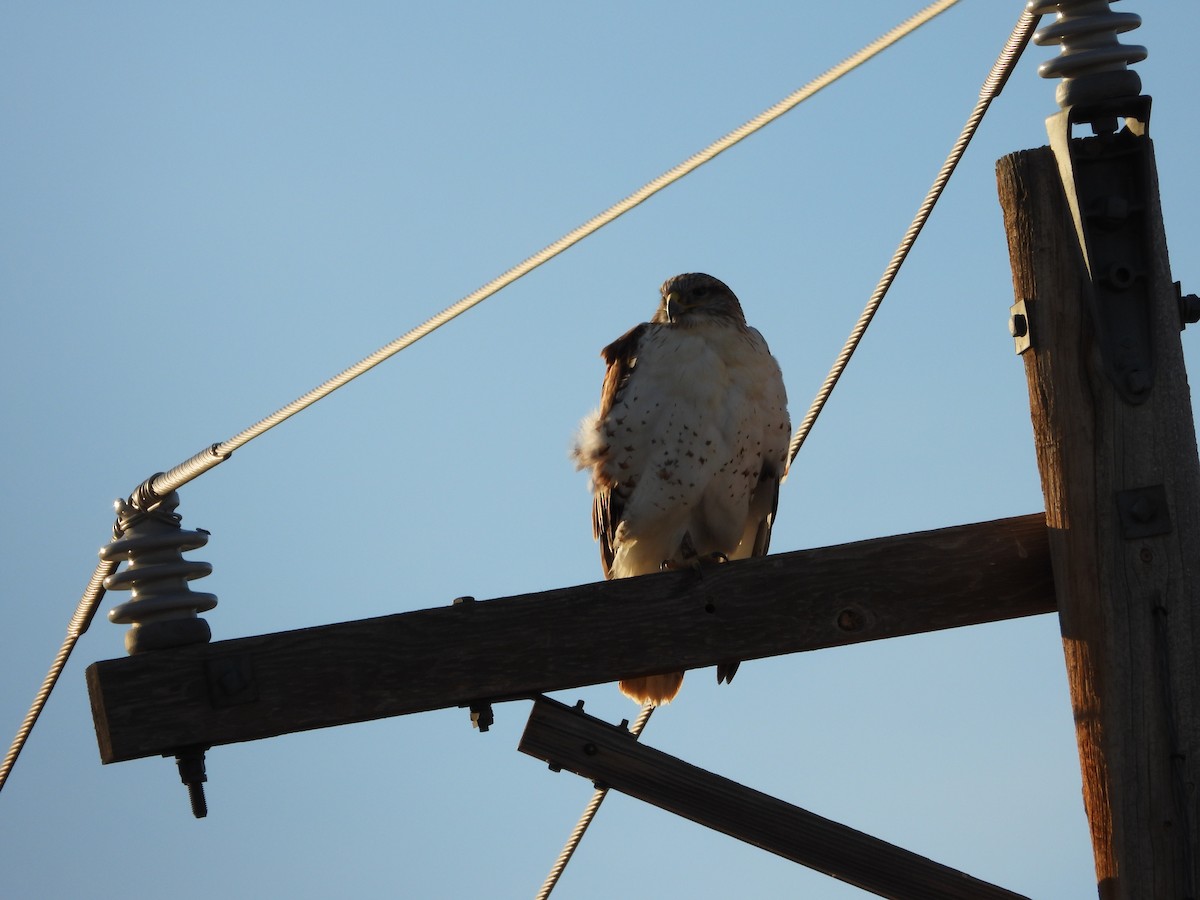Ferruginous Hawk - ML646871533