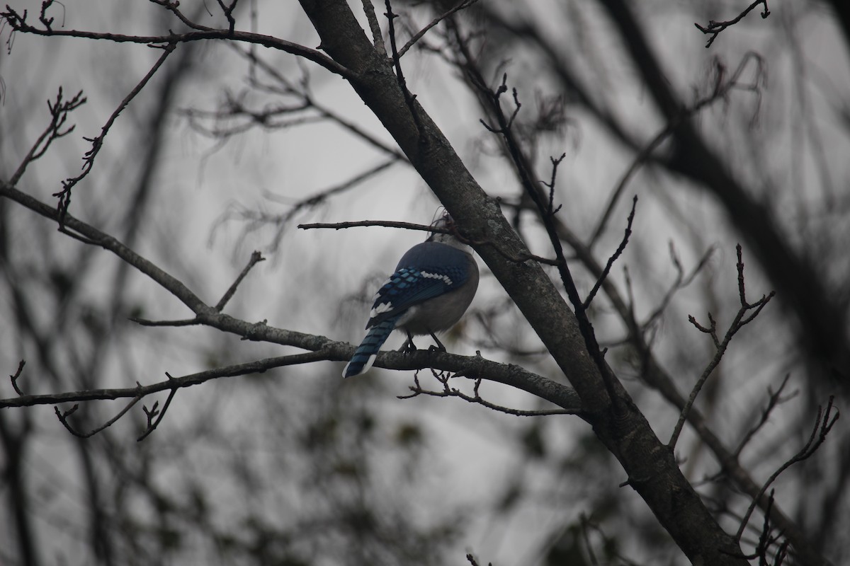 Blue Jay - ML646871534