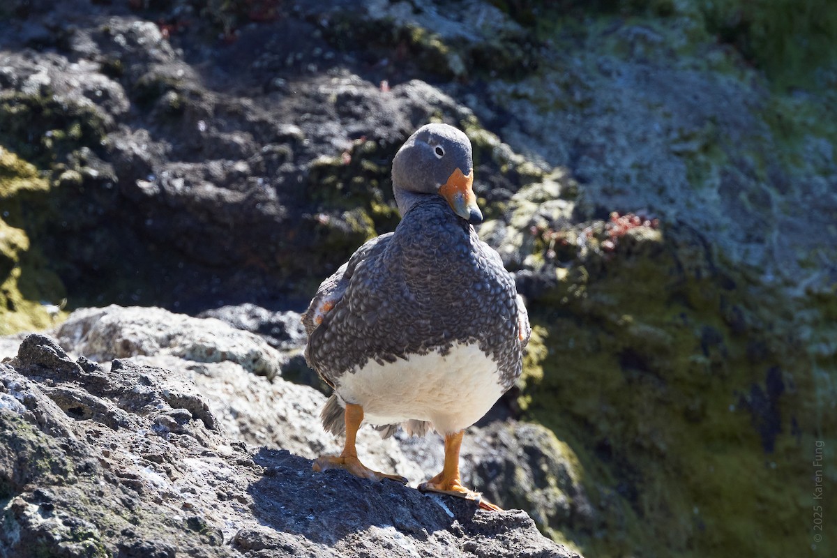 Flightless Steamer-Duck (Chiloe form) - ML646871535