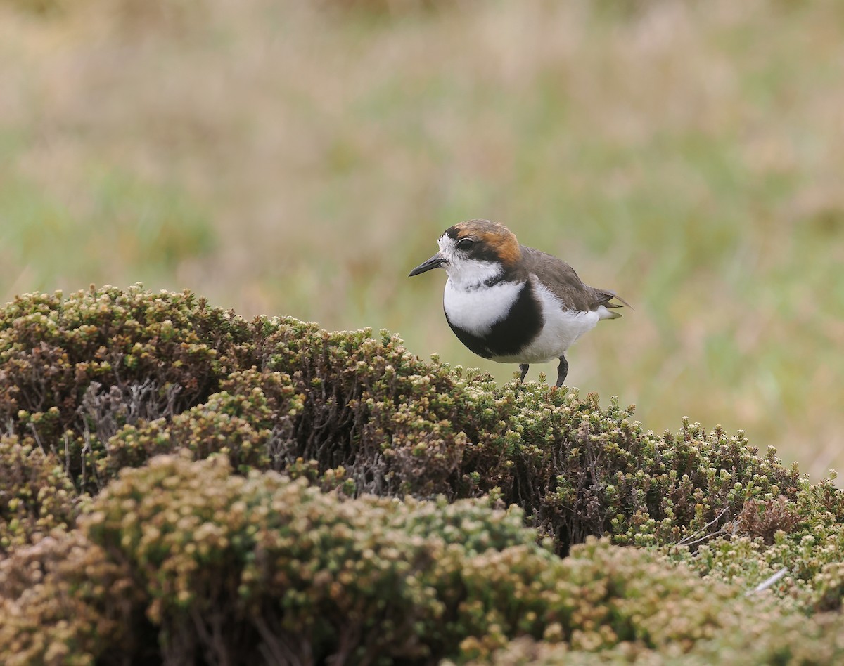 kulík patagonský - ML646871537