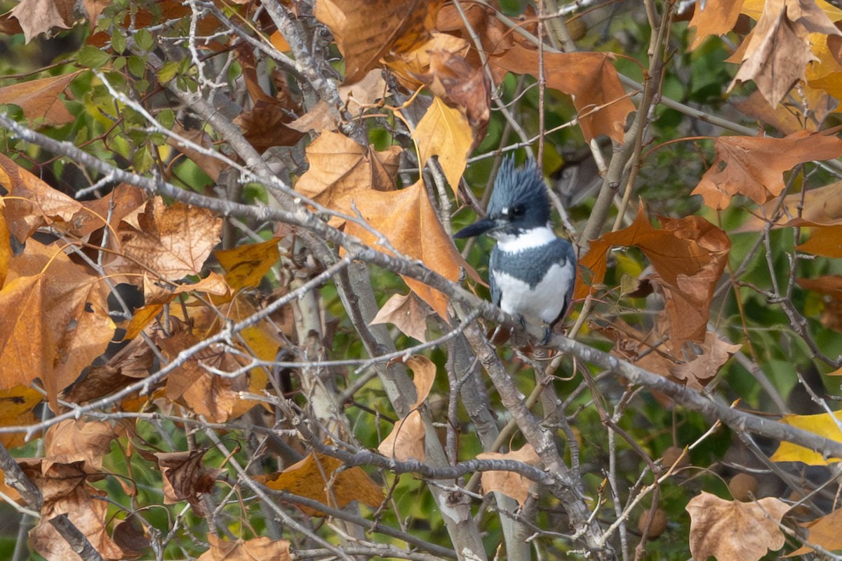 Рибалочка-чубань північний - ML646871538