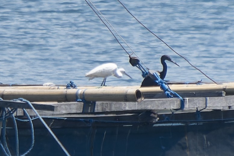Pacific Reef-Heron - ML646871539