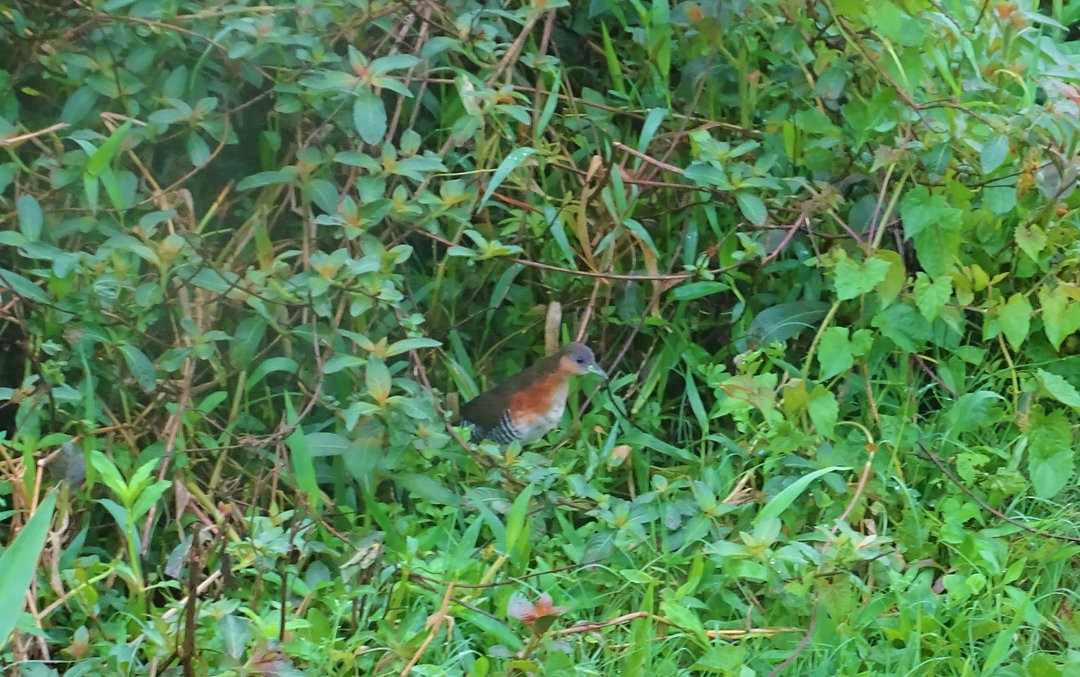 Rufous-sided Crake - ML646871540