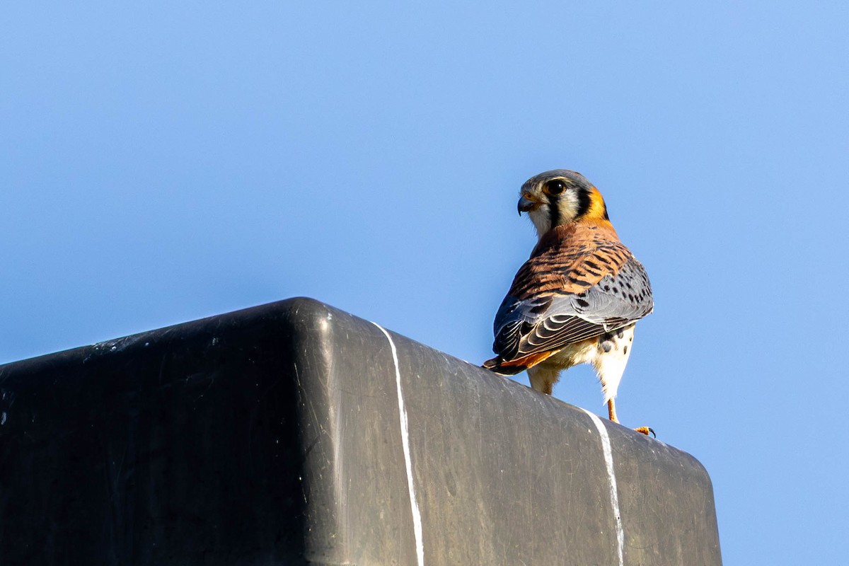 Боривітер американський - ML646871541