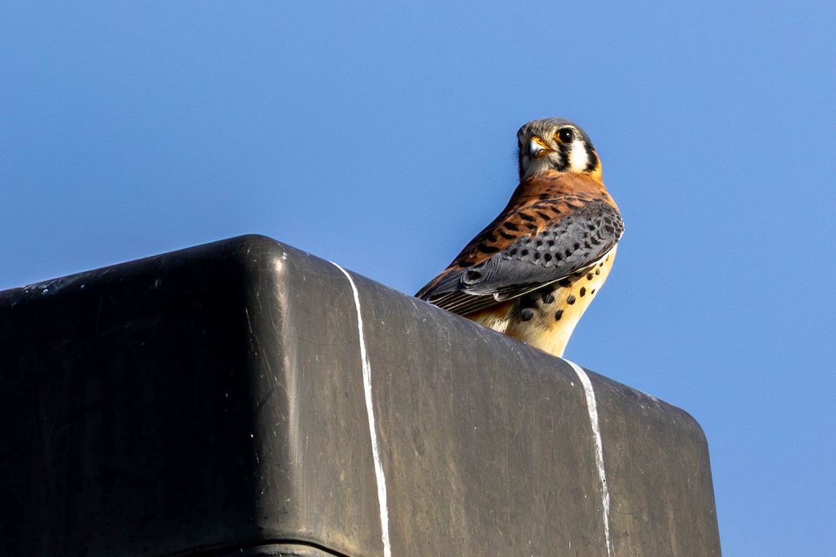 Боривітер американський - ML646871542