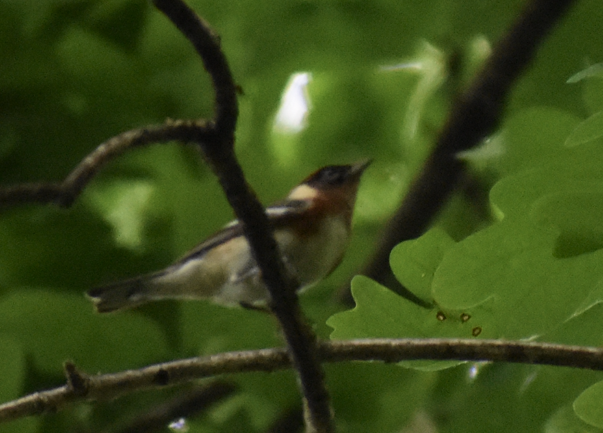 Bay-breasted Warbler - ML646871543