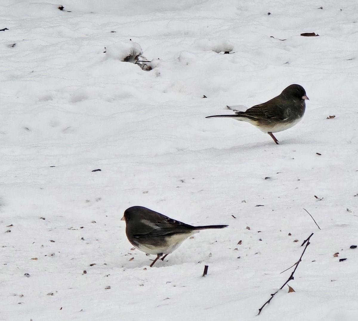 Dark-eyed Junco - ML646871544