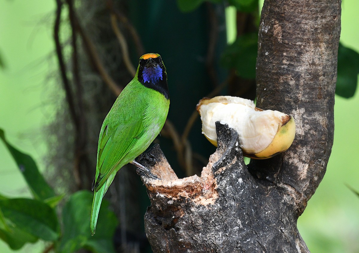 gyllenpannebladfugl - ML646871546