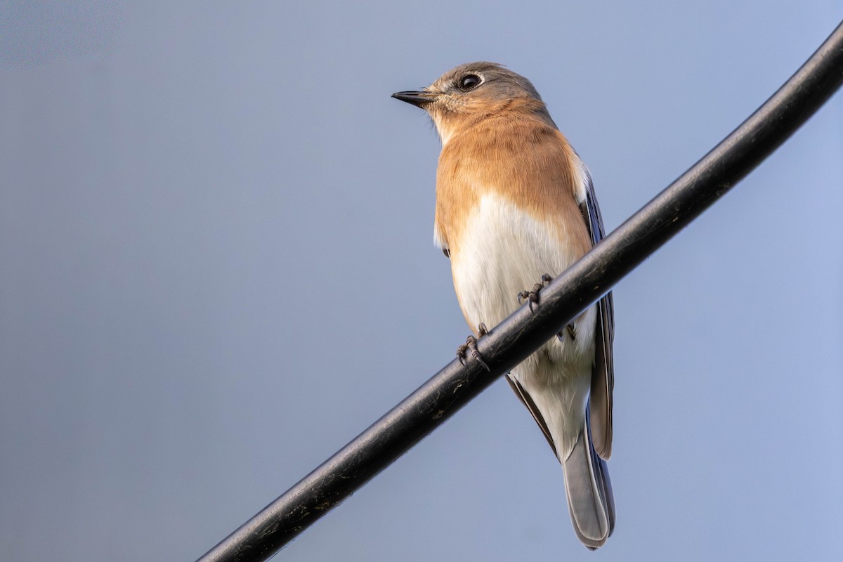 Блакитник східний - ML646871547