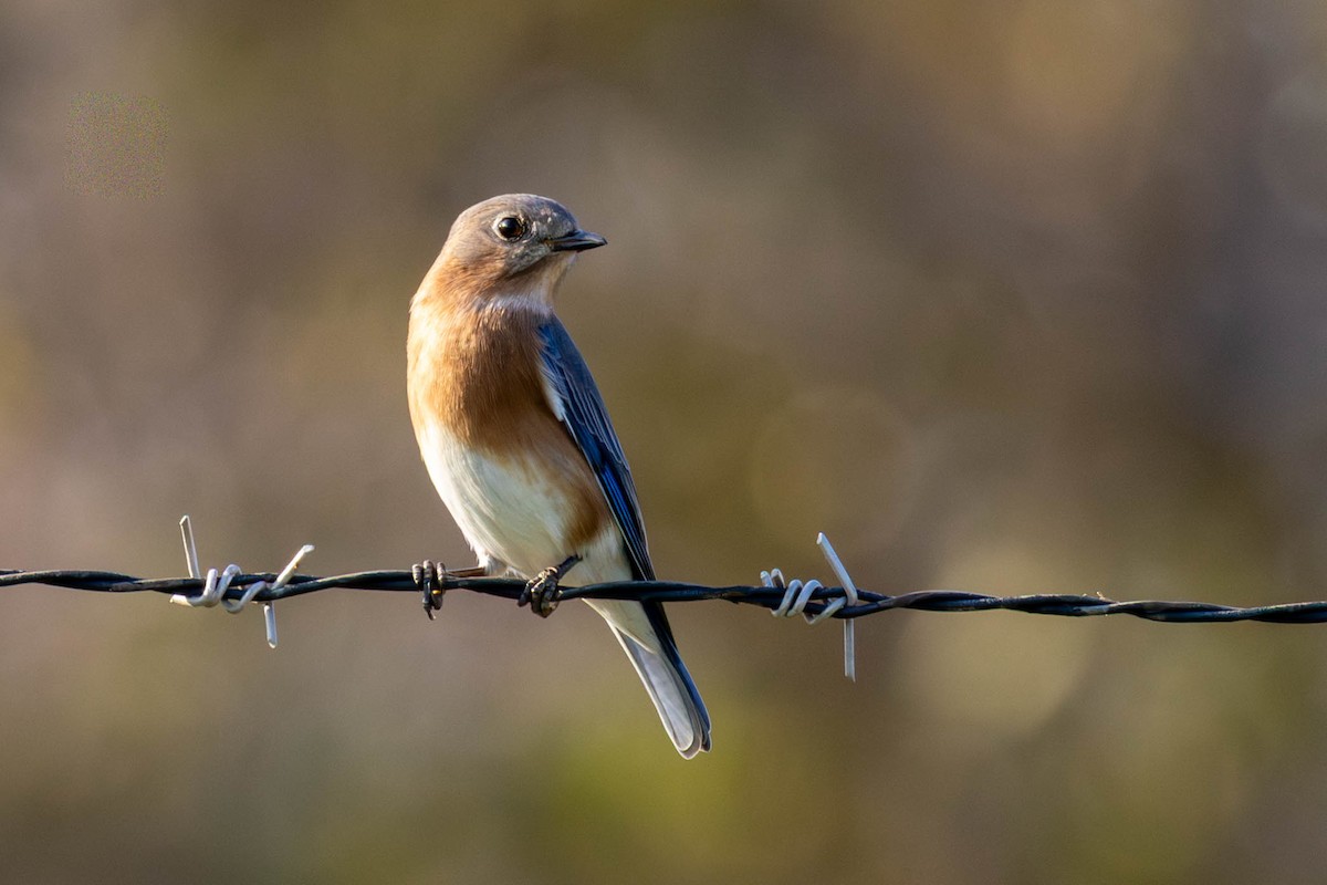 Блакитник східний - ML646871548