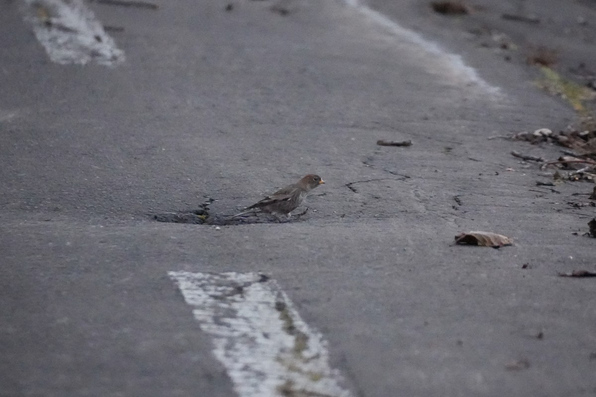 Asian Rosy-Finch (Tawny-naped) - ML646871550