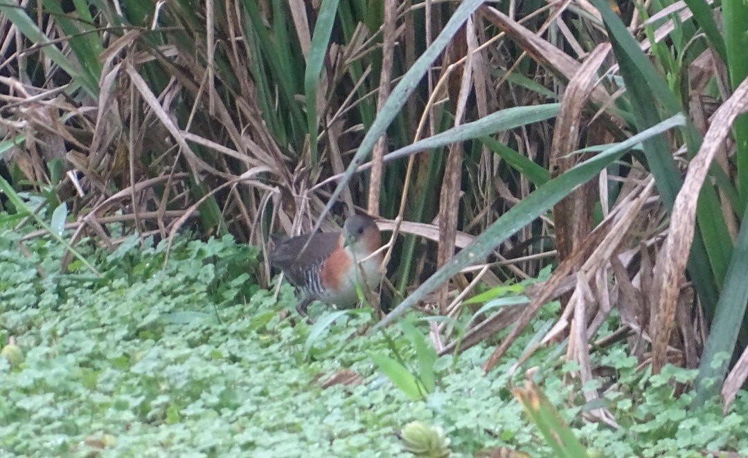 Rufous-sided Crake - ML646871551