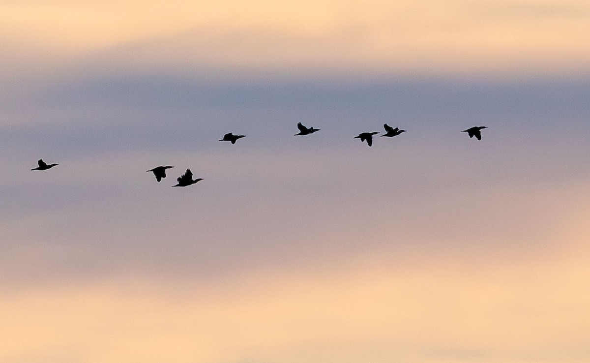 Double-crested Cormorant - ML646871553