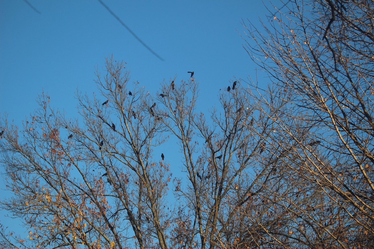 American Crow - ML646871554