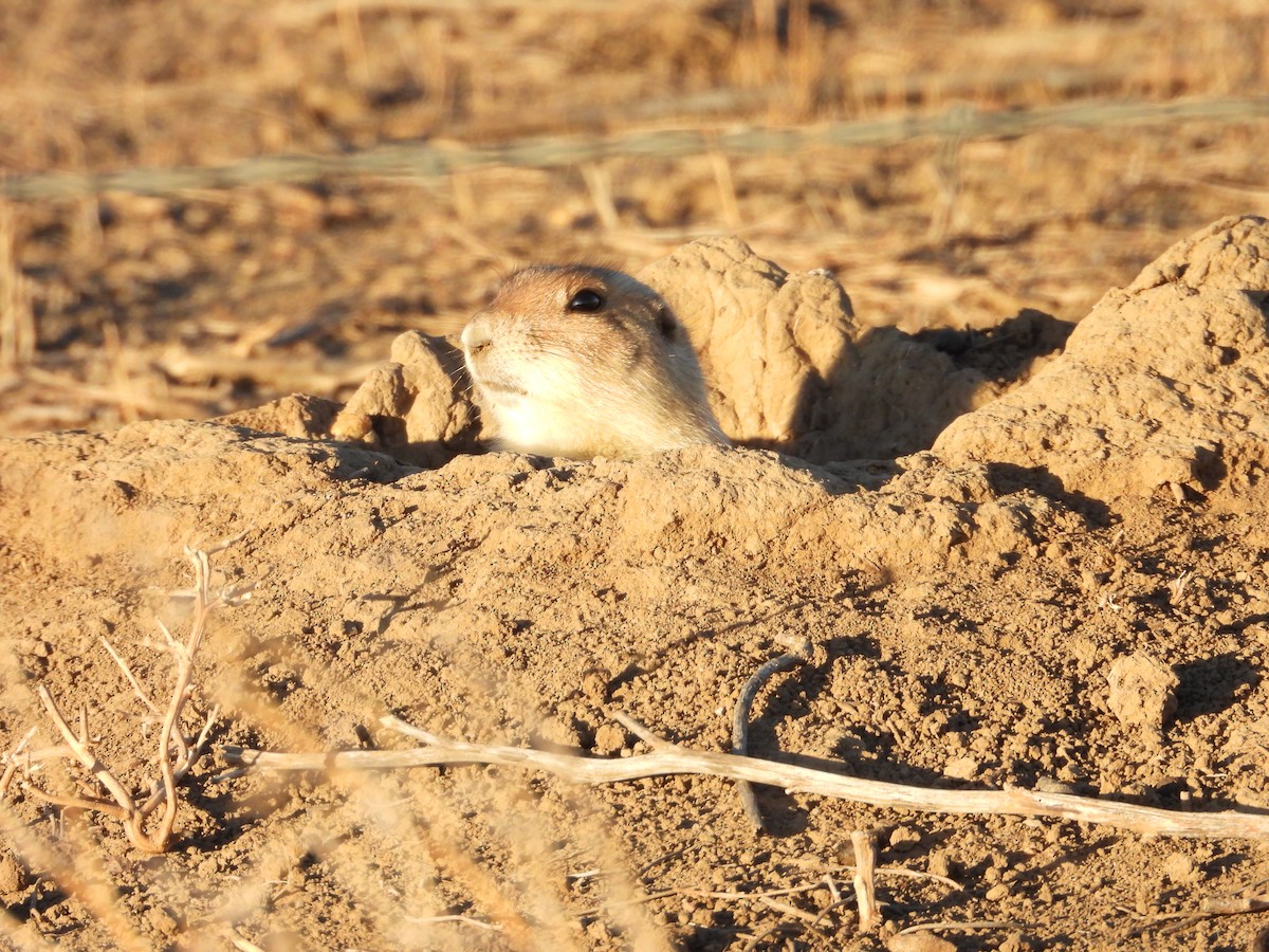 Prairie Dogs - ML646871558
