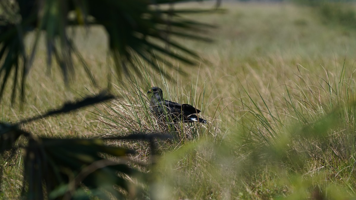 Great Black Hawk - ML646871561