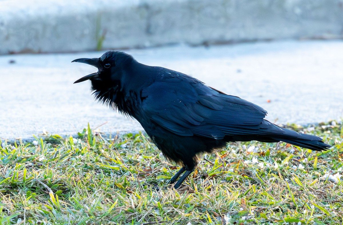 ウオガラス - ML646871562