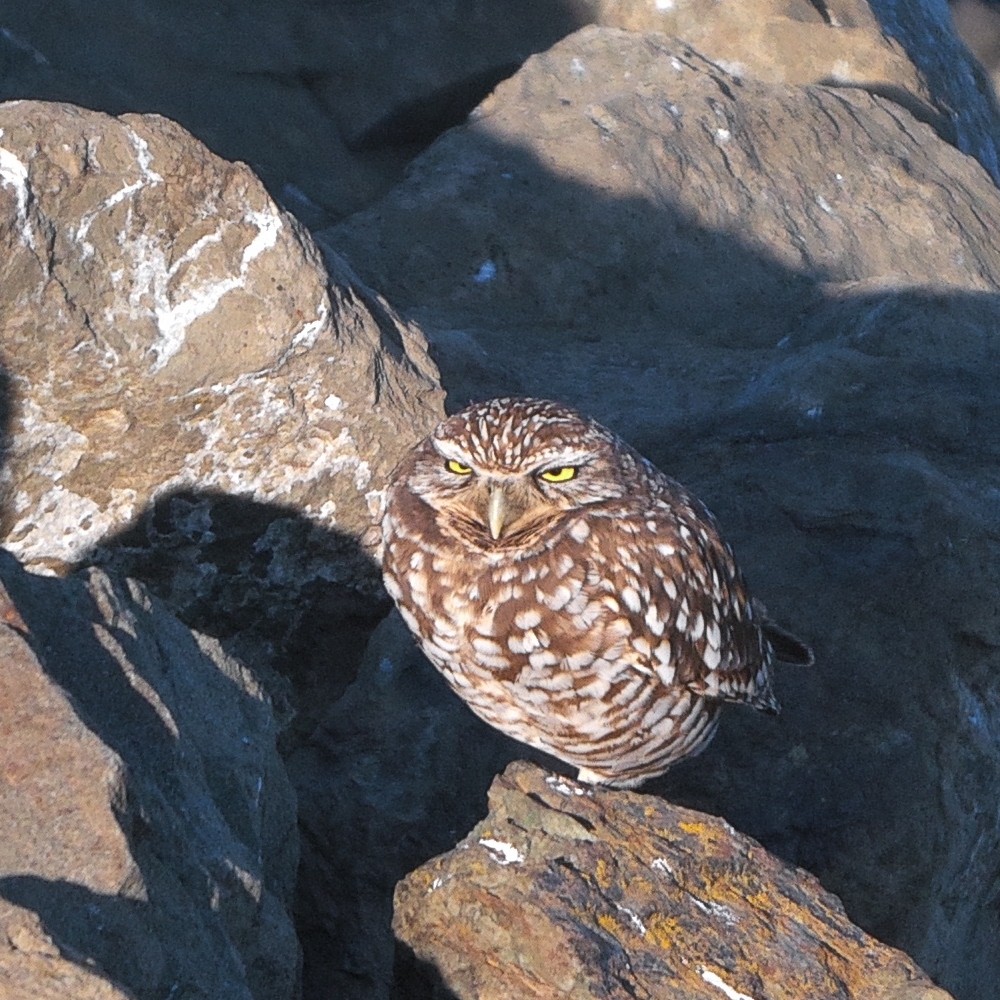 Burrowing Owl - ML646871565
